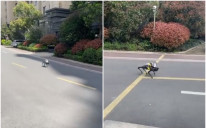 Pas robot na ulici Šangaja