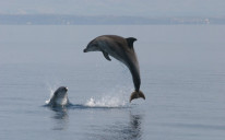 Ukrajina je također trenirala delfine u akvarijumu u blizini Sevastopolja