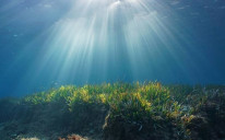 Naučnici su otkrili da livade morske trave na dnu oceana mogu pohraniti ogromne količine "slatkog"