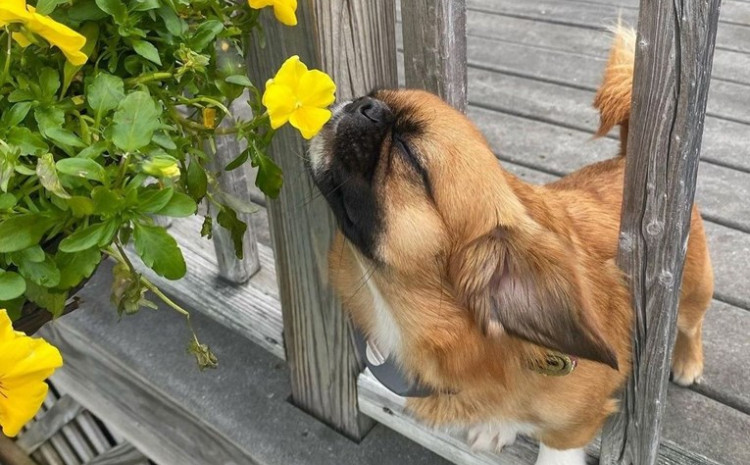 Ovaj dvogodišnji pas obožava proljeće, kad je sve u cvatu