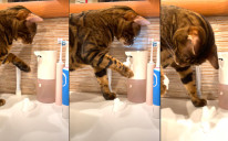 Mačku zadivio sapun za ruke na senzor
