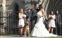 Psi svjedoci na vjenčanjima