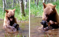 Medvjed se zabavljao u lokvi