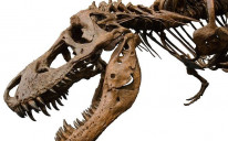 Smatra se da je ovaj dinosaurus živio prije 125 miliona godina