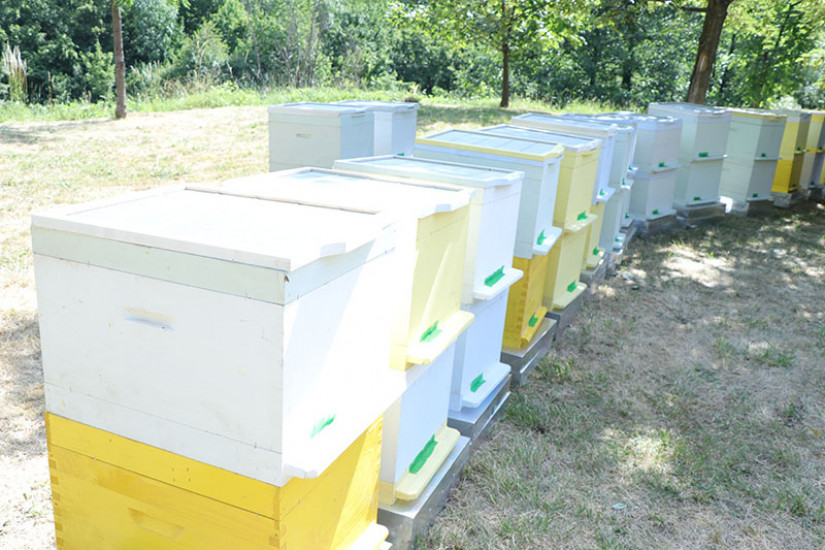 Podrška pčelarima iz Starog Grada, dodijeljene košnice i rojevi