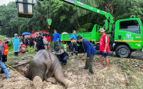 Jednogodišnji slon skliznulo je u betonski odvod