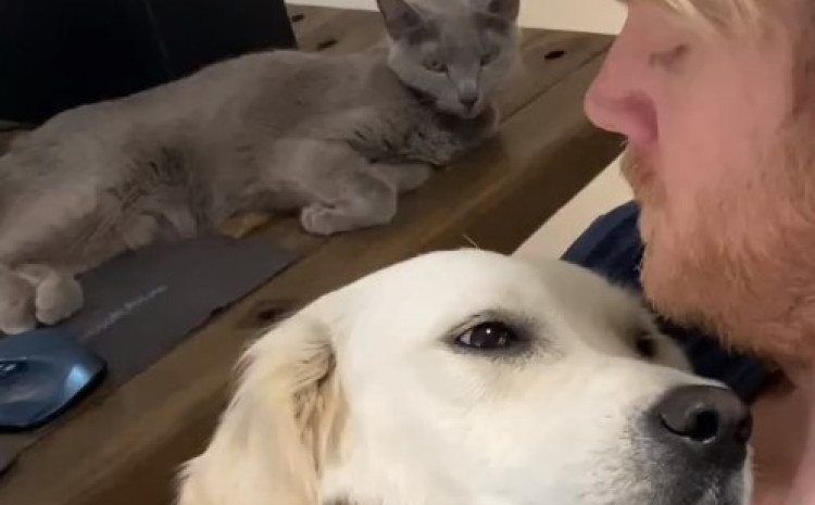 Poseban trenutak između psa i mačke