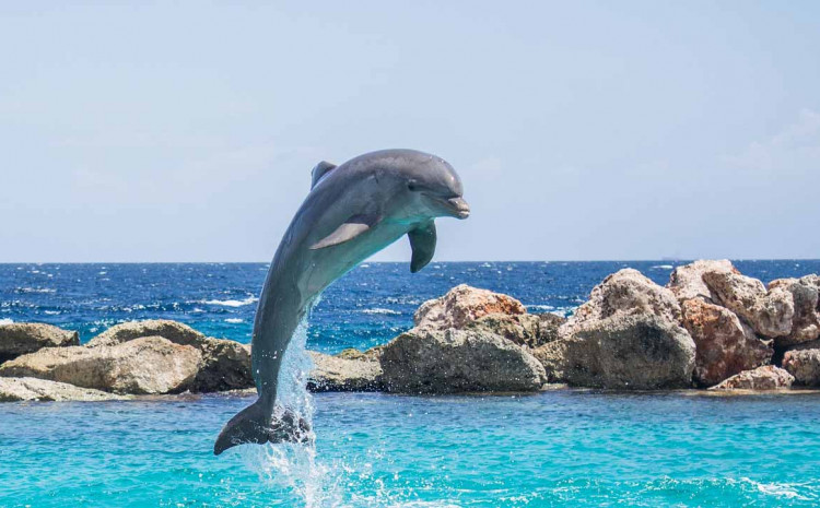 Nije jasno koja je vrsta delfina napadala ljude