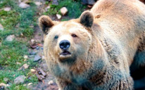 Zbog nedostatka hrane medvjedi pričinjavaju štetu vlasnicima gazdinstava