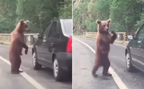 Medvjed je zaustavio saobraćaj