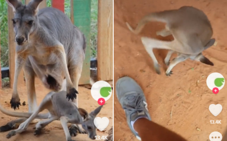 Mladunče kengura oduševilo mnoge