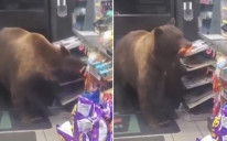 Medvjed krao bombone