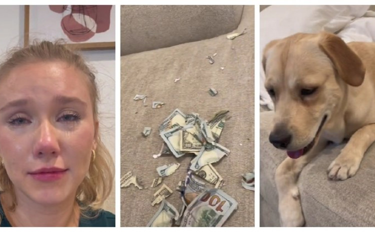 Pas uništio novac