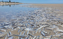 Stotine mrtvih riba na plaži u Australiji
