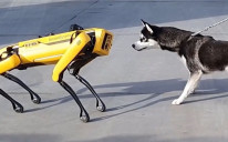 Susret psa i robota