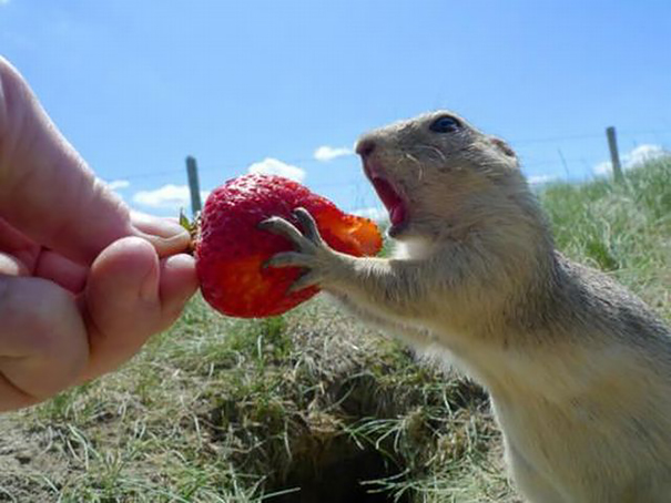 animals-eating-berries-111-605