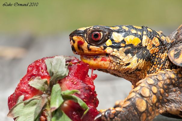 eastern-box-turtle-and-strawberry-3-605