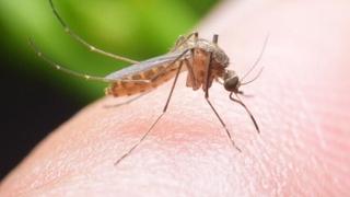 Neke ljude grizu češće nego druge: Koju krvnu grupu komarci najviše vole